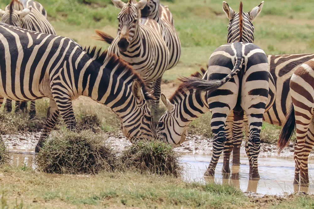 Arusha National Park