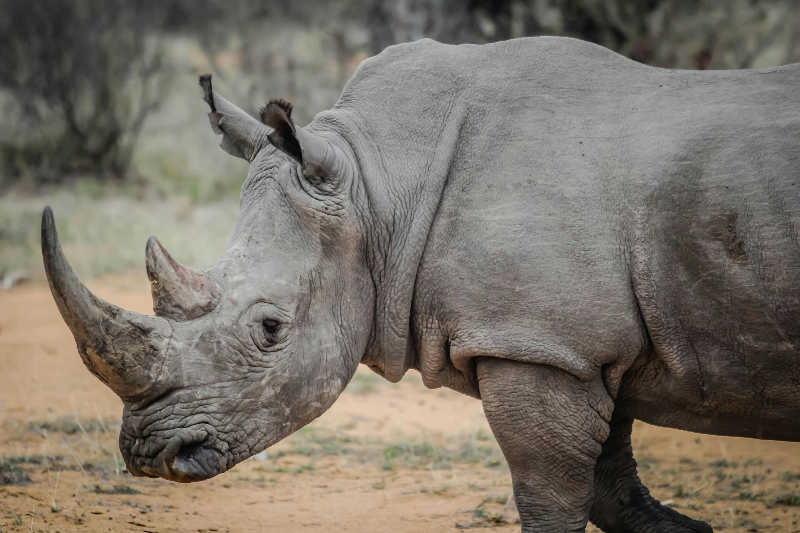 Ngorongoro Conservation Area